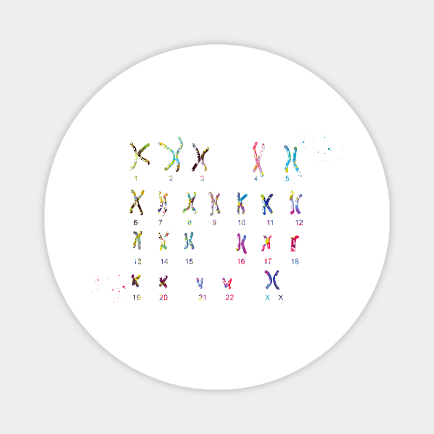 Female Chromosome idiogram Magnet by erzebeth